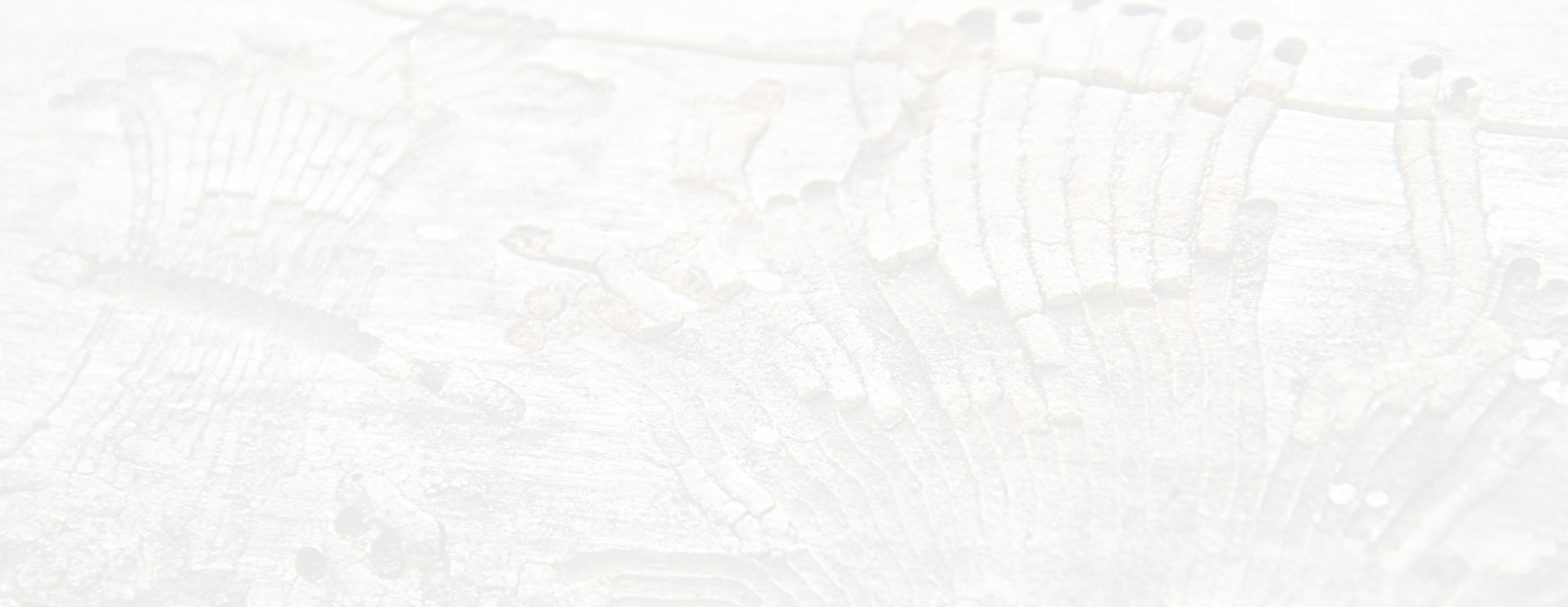 Copy of fond-zarni-art-2.jpg